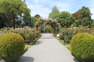 Le jardin des roses dans le jardin botanic de Christchurch, surnommée "Garden city".