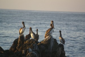 Pelicans au lever du jour