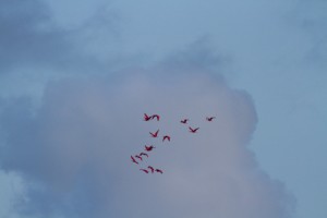 cayenne-ibisrouges