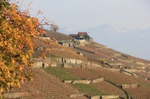 vueDuLavaux