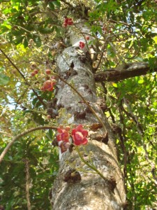 Sentier de Montabo à Cayenne