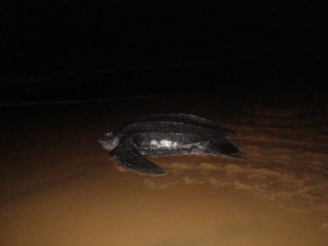 Tortue luth - plage de Cayenne