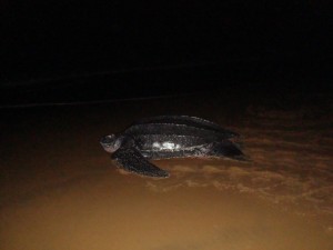 Tortue luth - plage de Cayenne