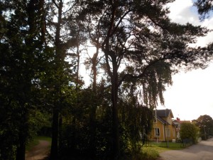 Maison typique suédoise dans la forêt