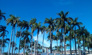 Place des Palmistes - Cayenne