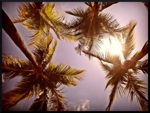 Palmiers floridiens dans les Keys.