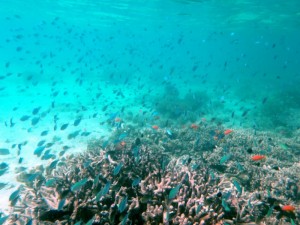 tombant de la plage de N’gouja (au sud) : récif coralien accessible facilement du bord de la plage (env. 100m)