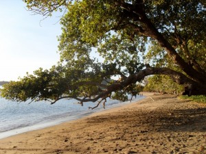 plage des 3 baobabs (dans le sud)