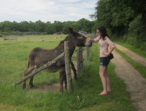 Rencontre avec un âne à la Domaine de la Petite Couère