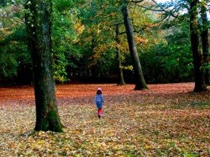 La forêt de Palingbeek, en Belgique