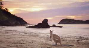 Cape Hillsborough