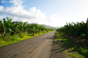 champ de banane