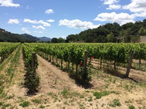 julien-barbier-vignes