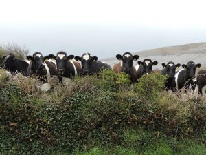 vaches burren irlande